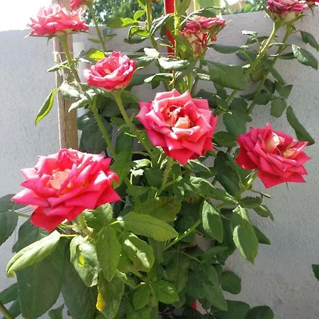 Roses Nea Moudania