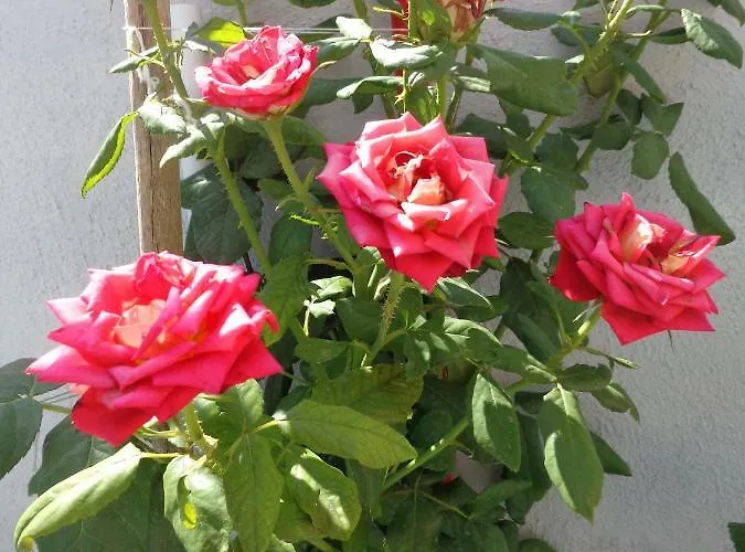 Roses Nea Moudania