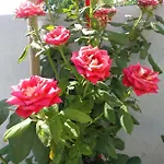 Roses Неа-Муданья
